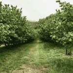 suelo agrícola